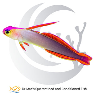 Decorated Firefish Nemateleotris decora from Indonesia with lavender-purple body, violet head and elongated red-orange dorsal fin