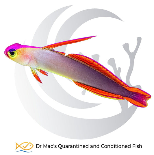 Decorated Firefish Nemateleotris decora from Indonesia with lavender-purple body, violet head and elongated red-orange dorsal fin
