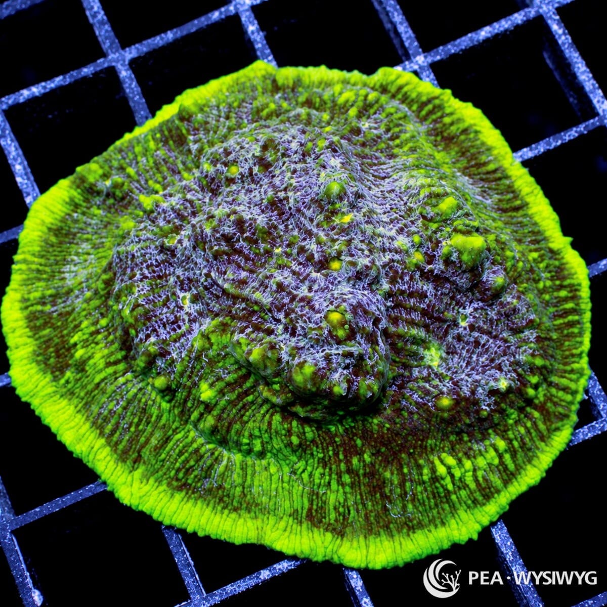 Double Mint Chalice Echinophyllia sp. with fluorescent mint-green edges and corallites over deep burgundy-brown textured tissue