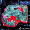Dr Mac's Collector WYSIWYG Frag - Tasmanian Devil Chalice