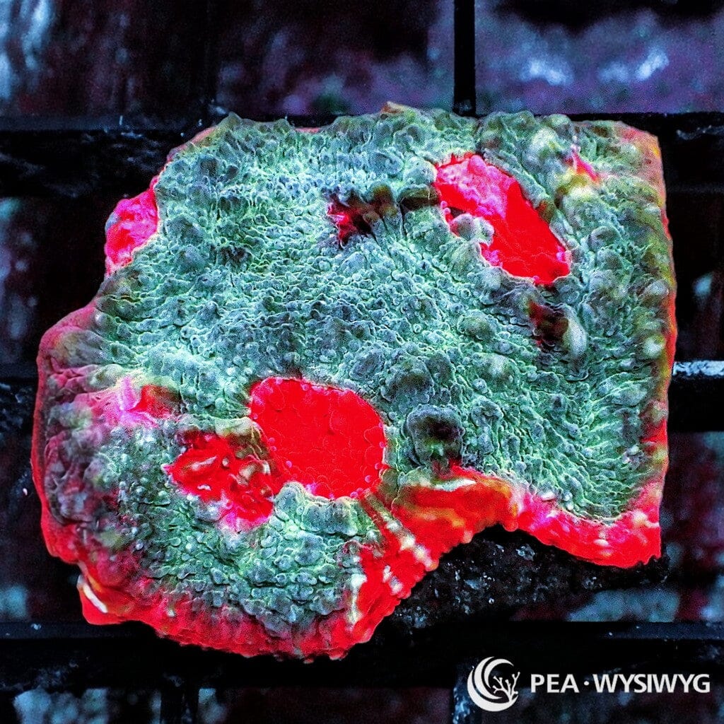 Dr Mac's Collector WYSIWYG Frag - Tasmanian Devil Chalice