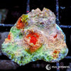 Dr Mac's Collector WYSIWYG Frag -  Tutti Fruiti Chalice