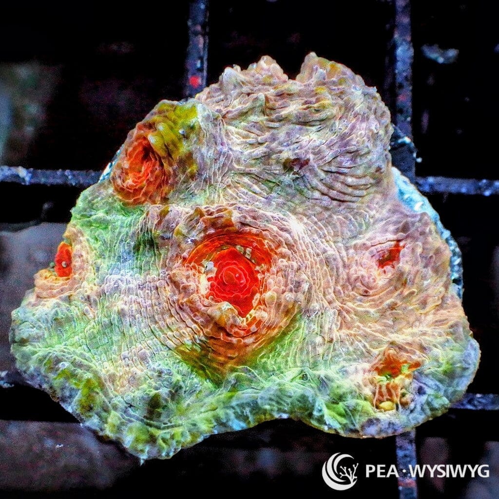 Dr Mac's Collector WYSIWYG Frag -  Tutti Fruiti Chalice