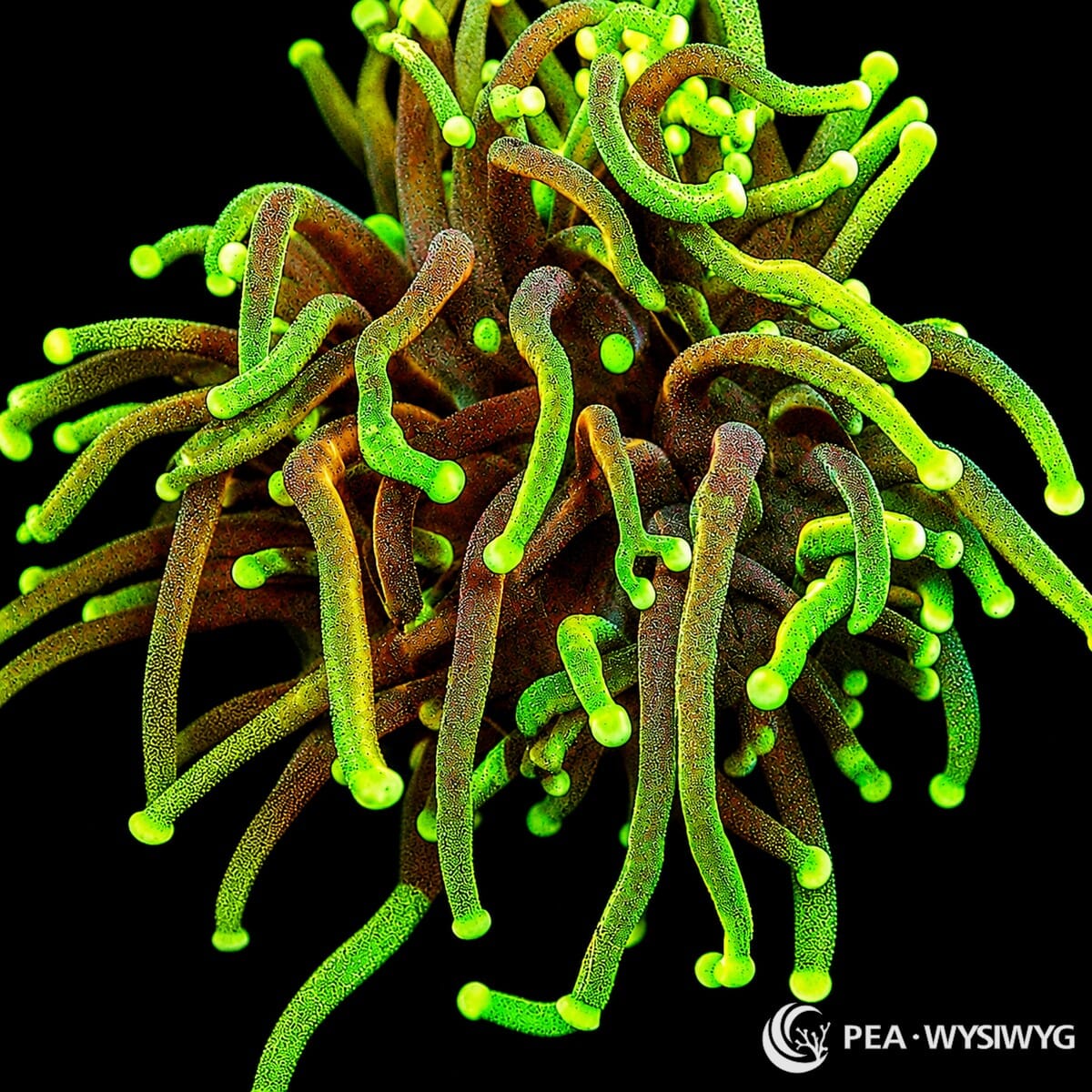 WYSIWYG Dragon Slayer Torch Euphyllia coral with green and bronze tentacles and glowing green tips