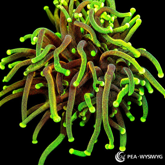 WYSIWYG Dragon Slayer Torch Euphyllia coral with green and bronze tentacles and glowing green tips