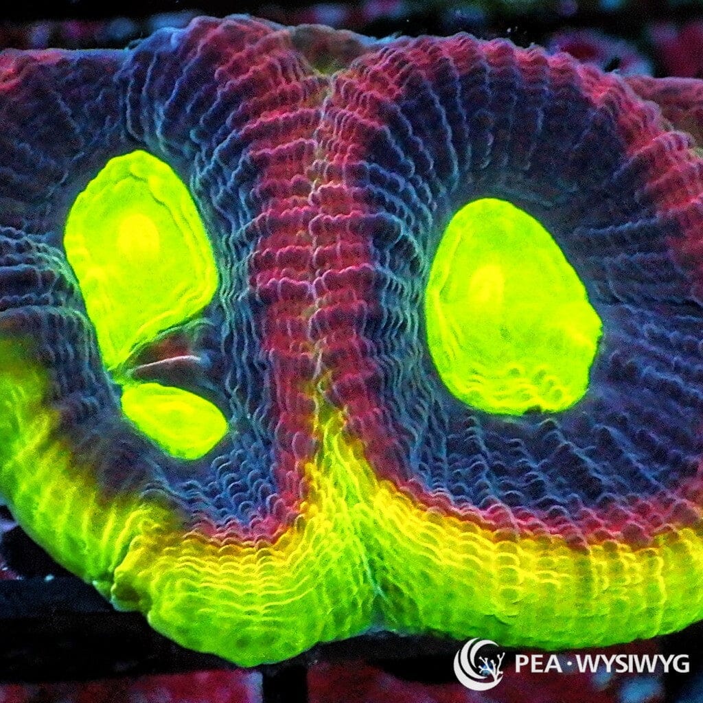 Dragon Soul Favia WYSIWYG aquacultured coral from Pacific East Aquaculture