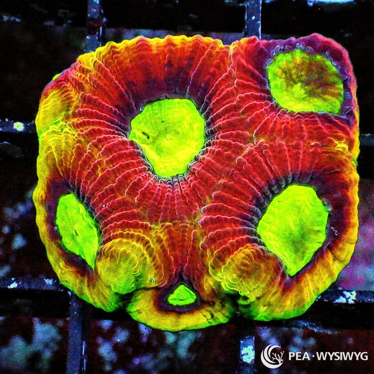 Dragon Soul Favia Dipsastraea sp. WYSIWYG coral frag with red burgundy tissue, neon green mouths, yellow green rim highlights, and textured stony coral growth