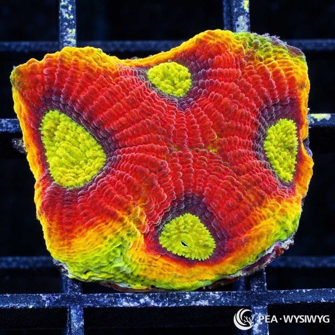 Dragon Soul Favia Dipsastraea sp. WYSIWYG coral with red-crimson tissue, fluorescent yellow-green centers, and orange-yellow-green edging