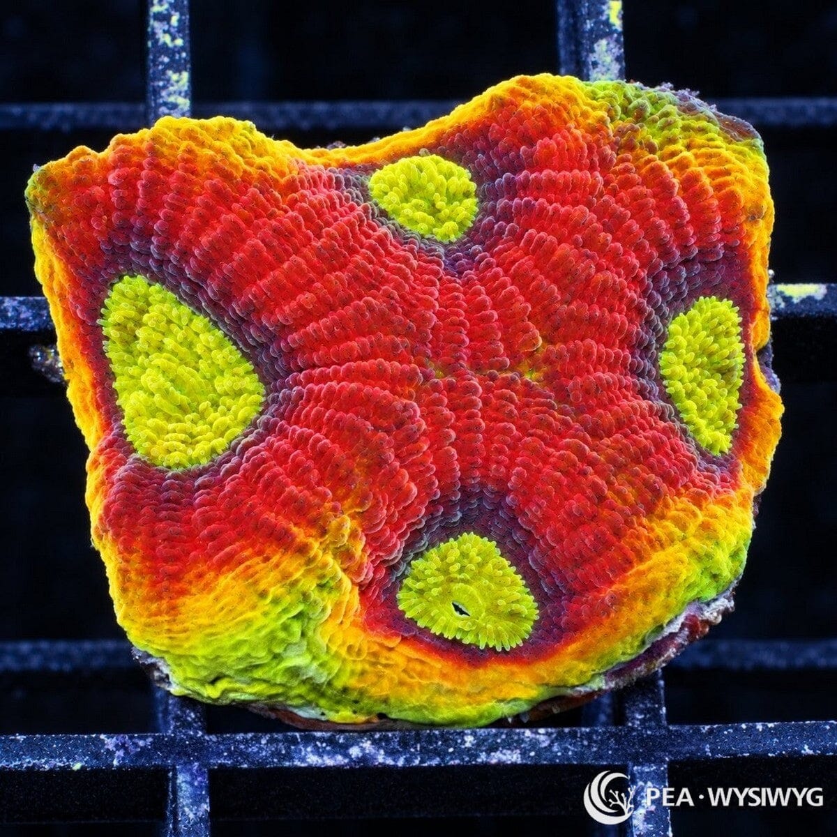 Dragon Soul Favia Dipsastraea sp. WYSIWYG coral with red-crimson tissue, fluorescent yellow-green centers, and orange-yellow-green edging