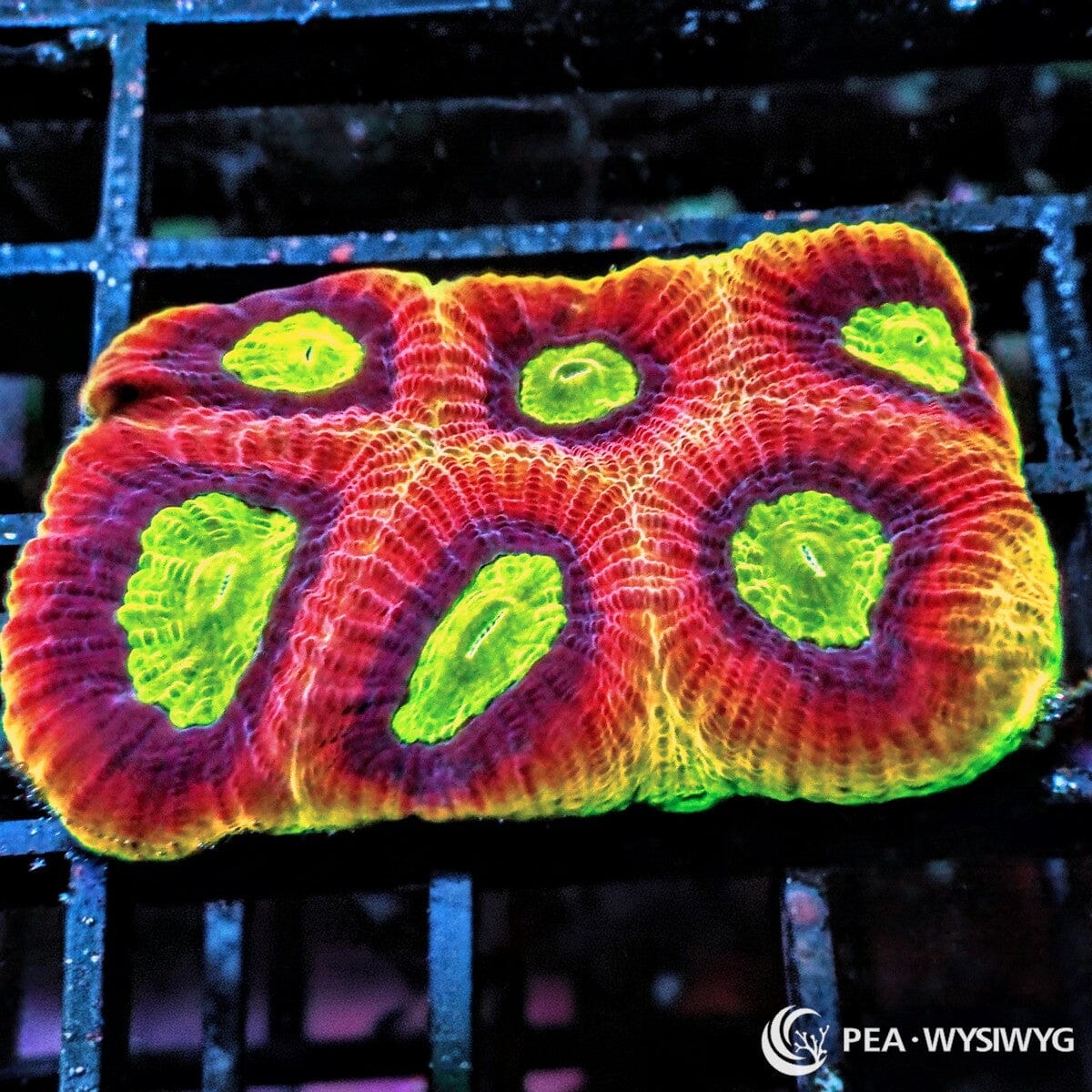 Dragon Soul Favia Dipsastraea sp. WYSIWYG Premium Frag with deep red burgundy tissue, orange gold ridges, and fluorescent lime green centers