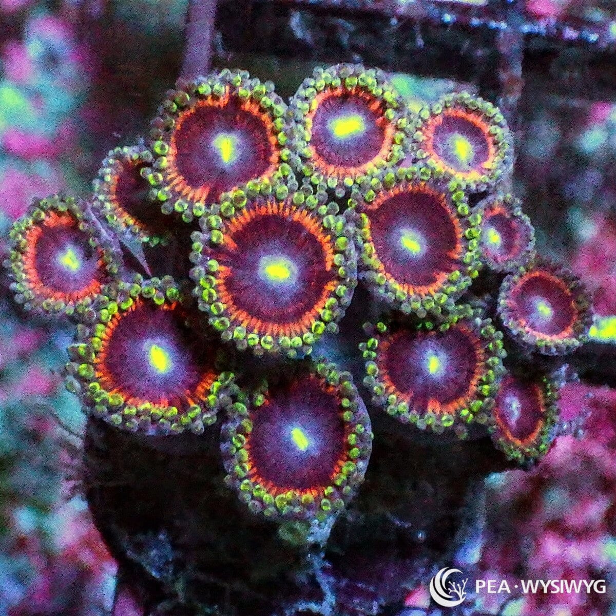 Drama Queen Zoanthids with purple centers, orange rings, green skirts, and yellow mouths, WYSIWYG under $25 zoa frag