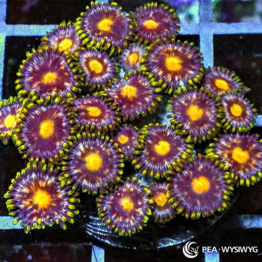 Eggplant Zoanthids Zoanthus sp. WYSIWYG soft coral frag with purple polyps, orange centers, and green-yellow skirts