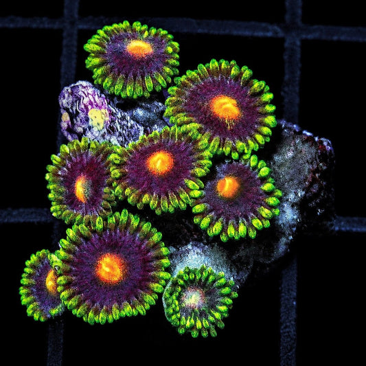 Eggplant Zoanthids Zoanthus sp. WYSIWYG soft coral with purple polyps and orange centers