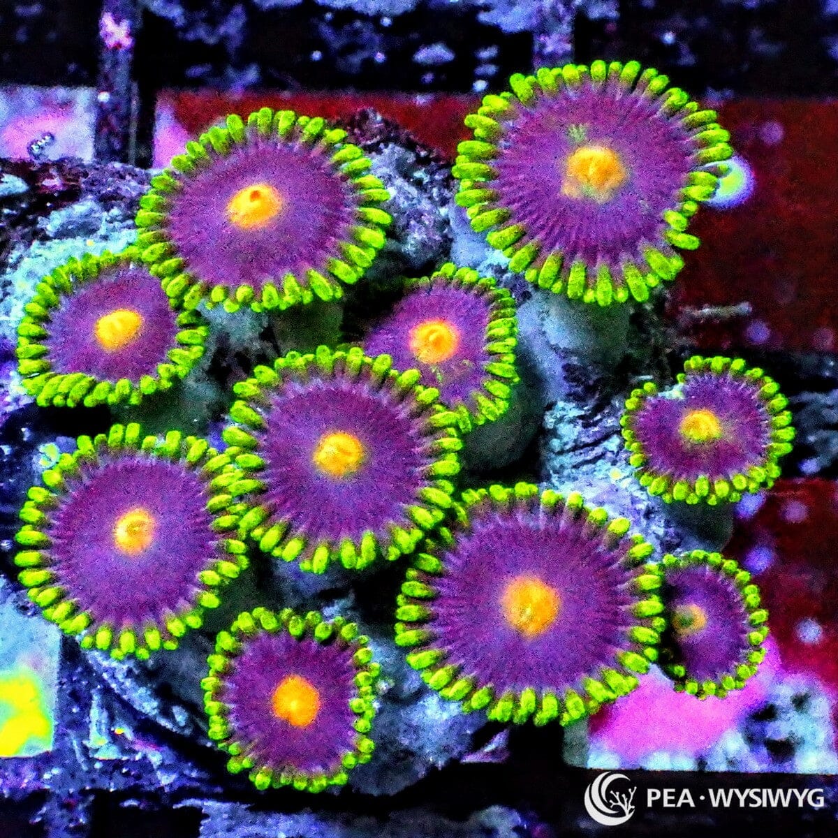 Eggplant Zoanthids with purple faces, green skirts, and yellow-orange centers, WYSIWYG under $25 zoa frag