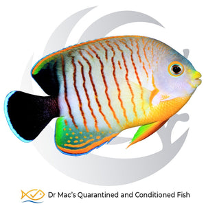 Eibli Angelfish Centropyge eibli from Indonesia with pale body, orange vertical stripes, yellow-orange belly and black tail edged in blue