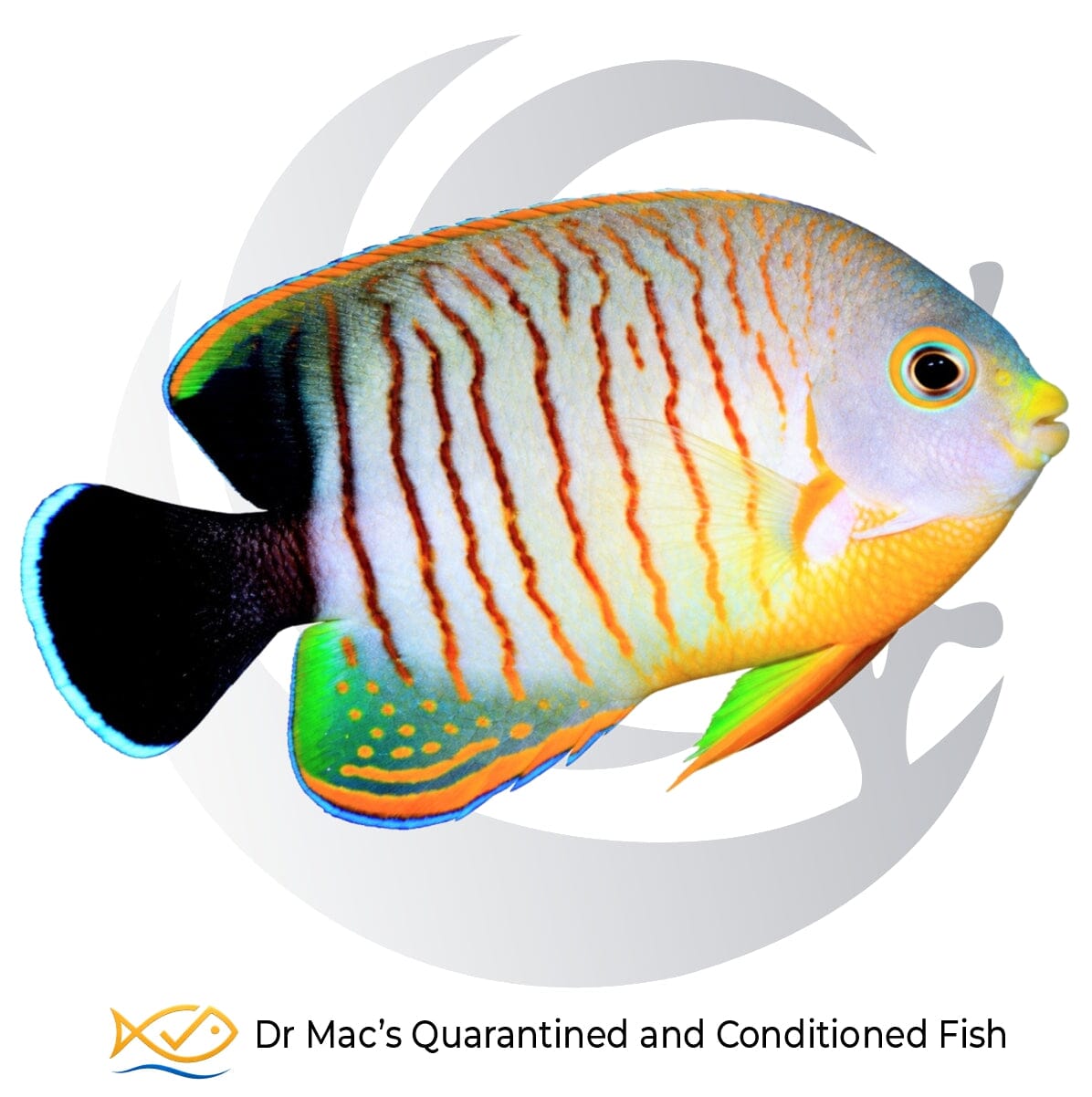 Eibli Angelfish Centropyge eibli from Indonesia with pale body, orange vertical stripes, yellow-orange belly and black tail edged in blue