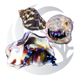 Electric Blue Hermit Crabs Calcinus elegans with vivid blue and black banded legs, algae-grazing saltwater reef cleanup crew