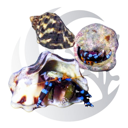 Electric Blue Hermit Crabs Calcinus elegans with vivid blue and black banded legs, algae-grazing saltwater reef cleanup crew