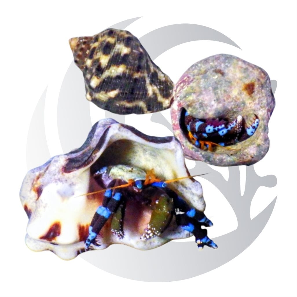 Electric Blue Hermit Crab (Calcinus elegans), omnivorous scavenger, small saltwater aquarium invert