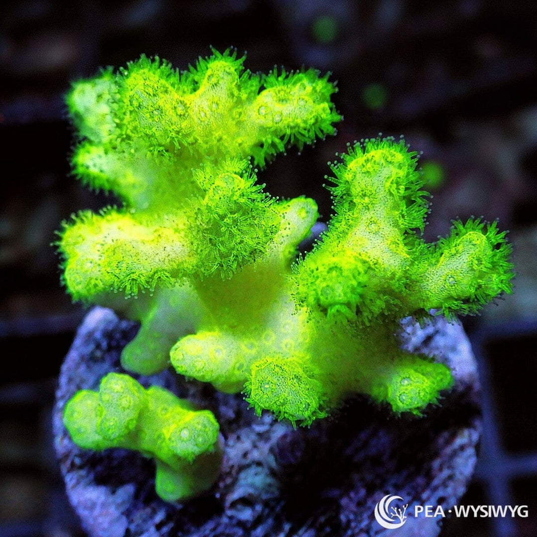 Electric Lime Pocillopora SPS coral with bright neon green branches, WYSIWYG under $25 reef coral frag