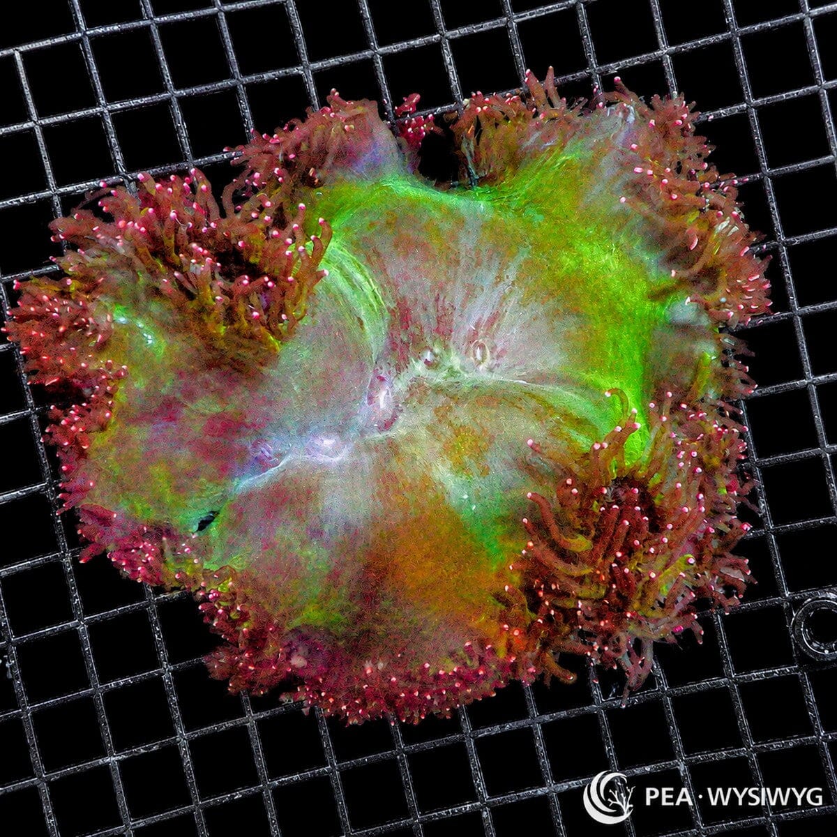 Pink Tip Elegance LPS coral colony WYSIWYG with green body and pink tipped tentacles