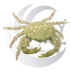 Emerald Crab (Mithraculus sculptus), bubble algae grazer, small saltwater aquarium invert