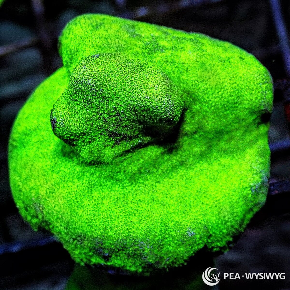 Emerald Psammocora SPS coral with bright green encrusting growth, WYSIWYG under $25 coral frag