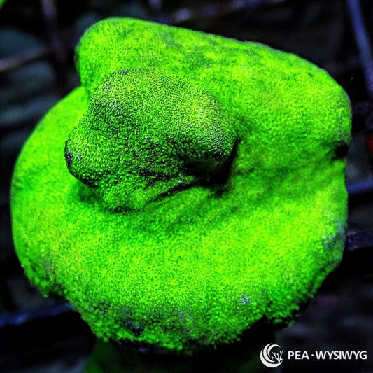 Emerald Psammocora SPS coral with bright green encrusting growth, WYSIWYG under $25 coral frag
