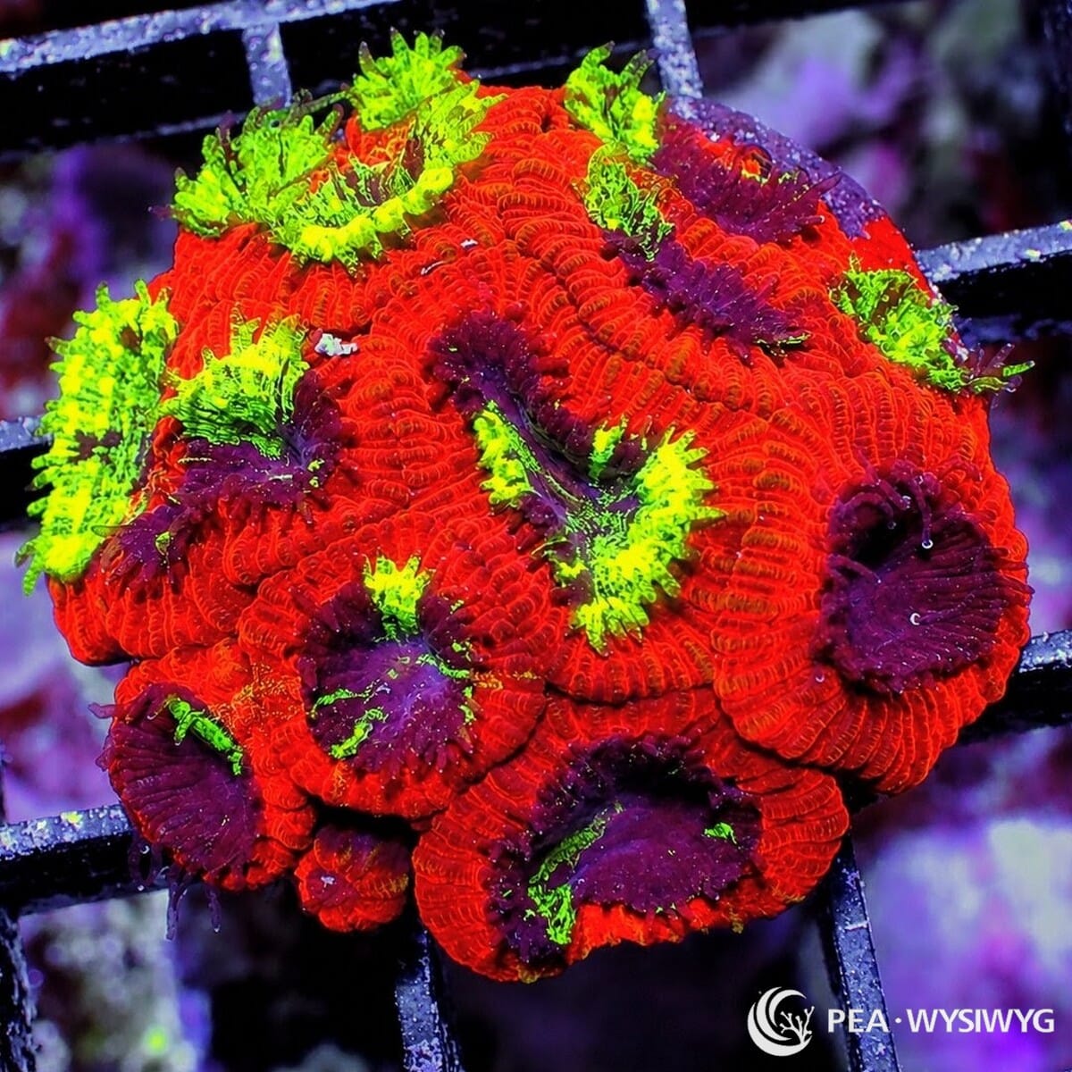 Emoji Scream Micromussa Micromussa lordhowensis WYSIWYG LPS coral frag with red orange polyps, purple mouths, and neon green splashes