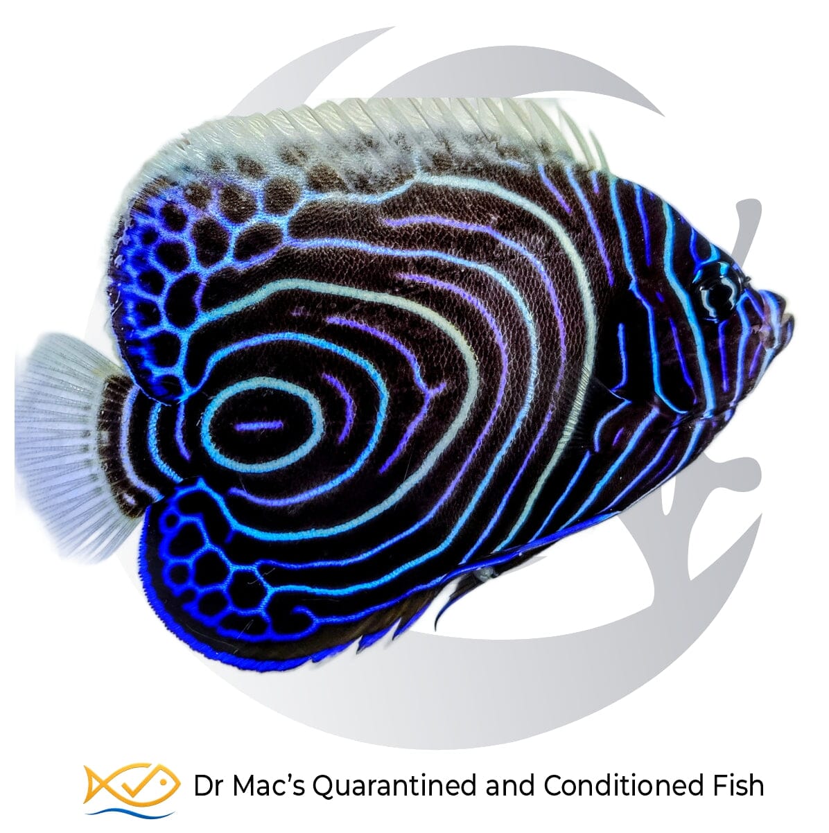 Emperor Angelfish Juvenile – Pomacanthus imperator