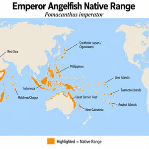 Emperor Angelfish (Pomacanthus imperator) native range map showing its Indo-Pacific distribution from the Red Sea and East Africa to southern Japan, the Great Barrier Reef, and central Pacific islands.