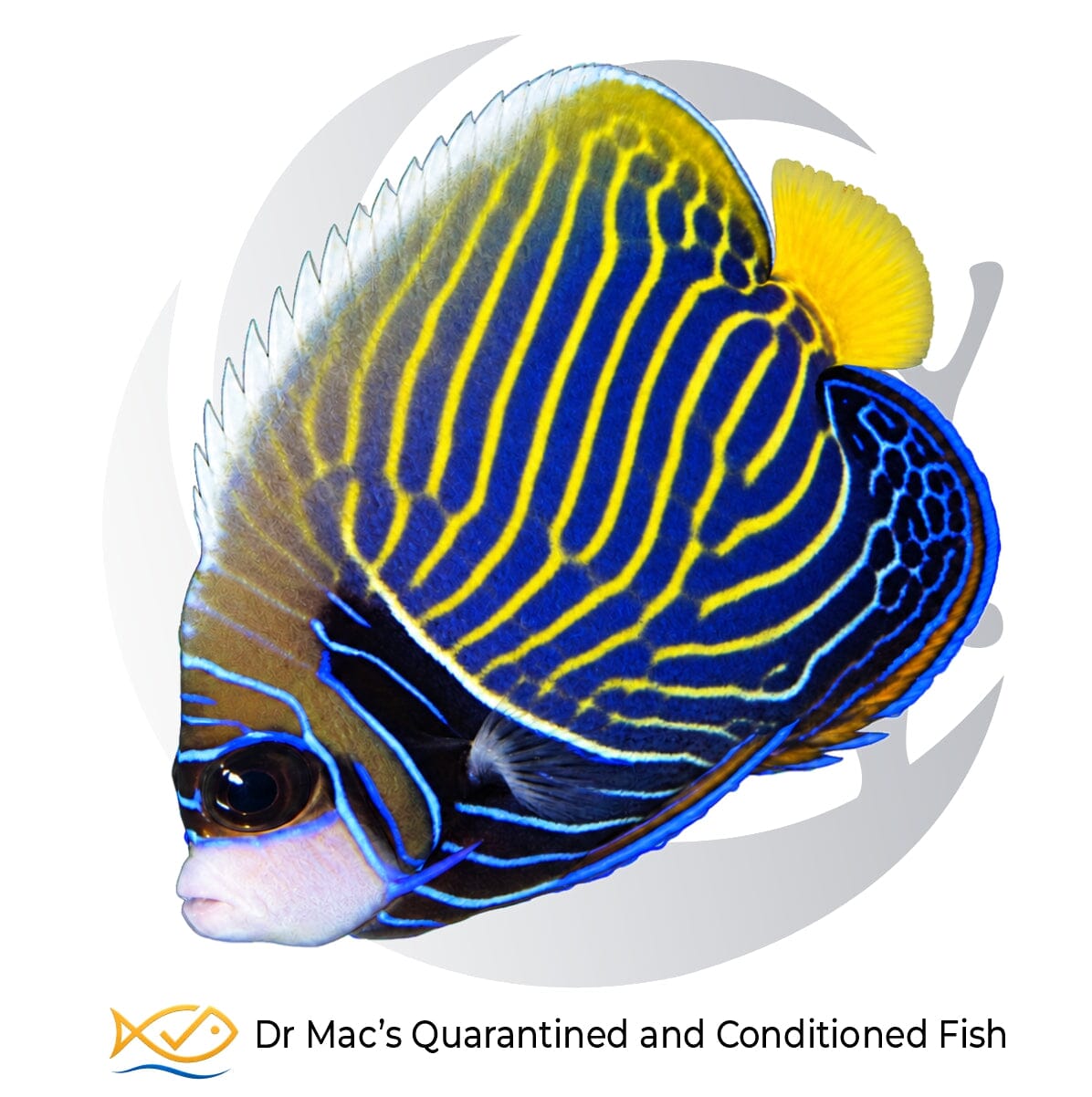 Intermediate Emperor Angelfish Pomacanthus imperator from Indonesia transitioning from juvenile blue markings to adult yellow horizontal stripes