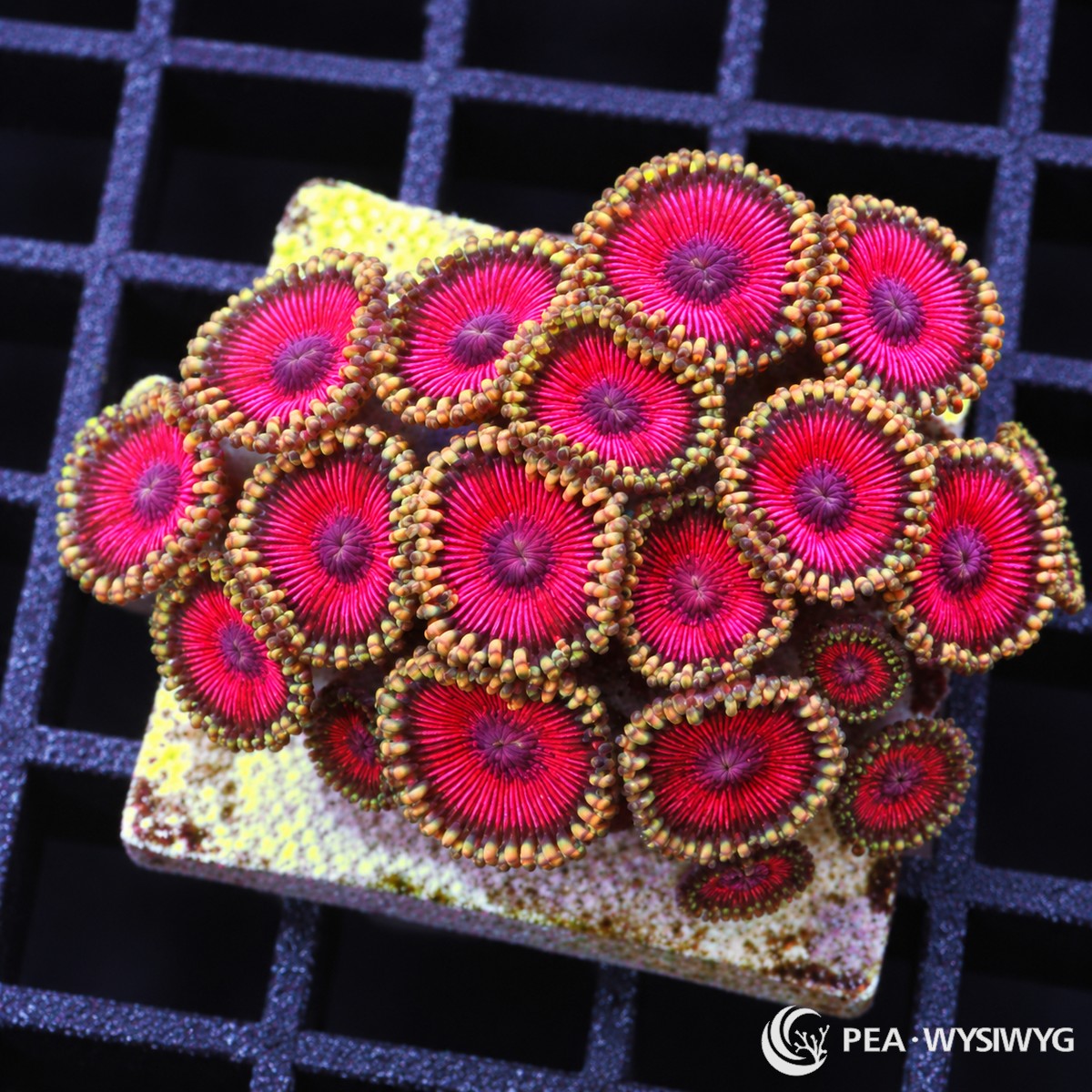 Exotic Fushia Zoanthids Zoanthus sp. WYSIWYG coral frag with vivid fuchsia-magenta centers, purple mouths, and golden-tan skirts