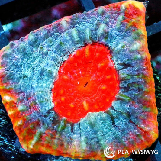 Eye of RA Chalice WYSIWYG aquacultured coral from Pacific East Aquaculture