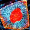 Eye of RA Chalice WYSIWYG aquacultured coral from Pacific East Aquaculture