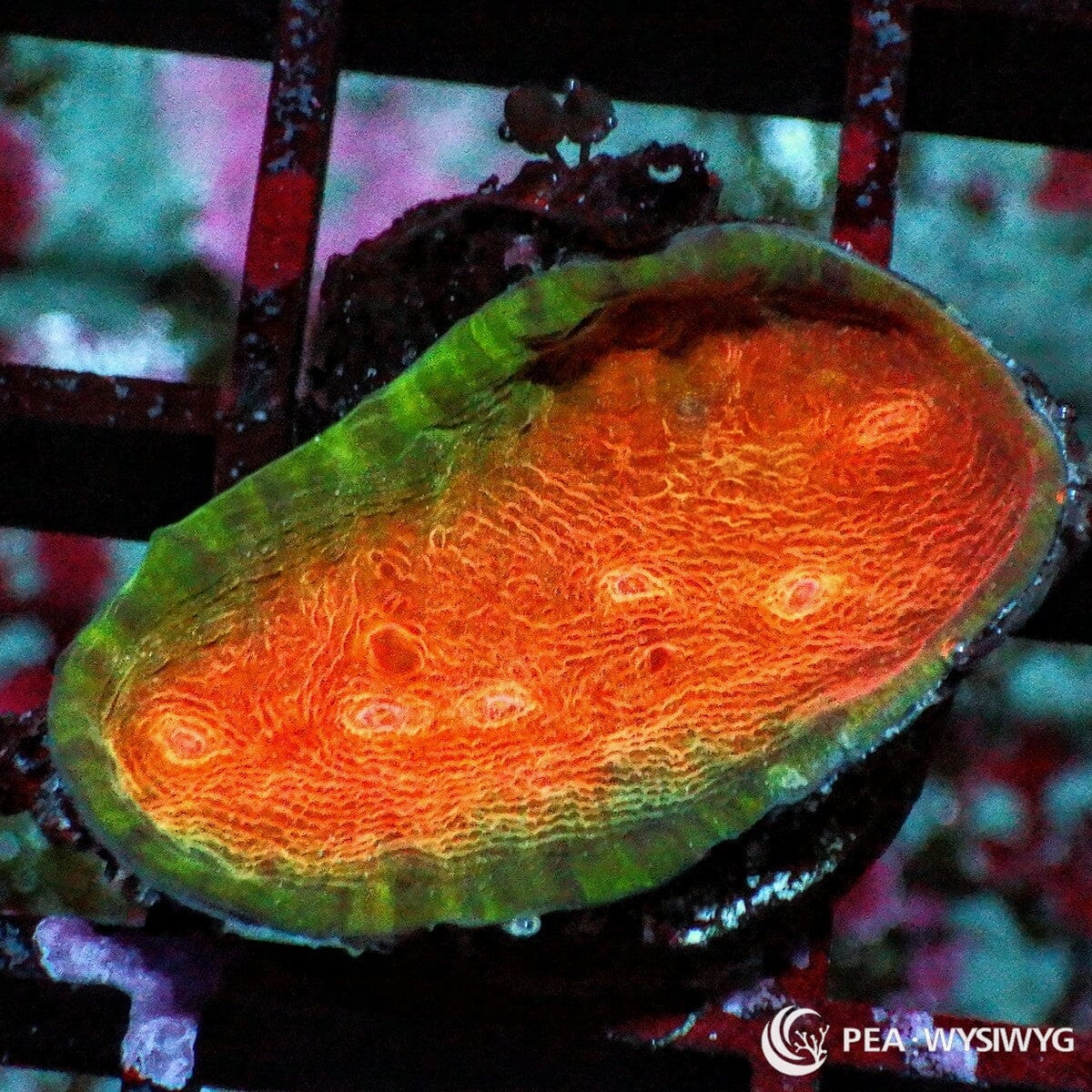 Fade to Glory Chalice coral with orange, green, and red coloration, WYSIWYG under $25 LPS coral frag from Pacific East Aquaculture