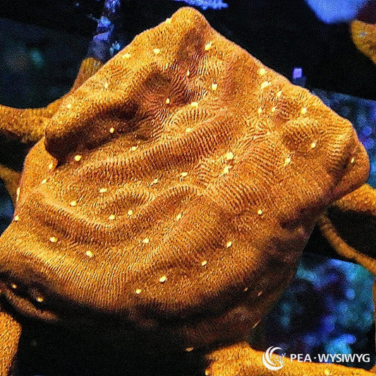 Fantasia Psammocora coral WYSIWYG frag with multicolor patterning and bright yellow-green edge