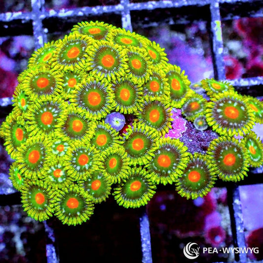 Fantasy Land Zoanthids Zoanthus sp. WYSIWYG soft coral frag with bright green skirts, green oral discs, and vivid orange centers