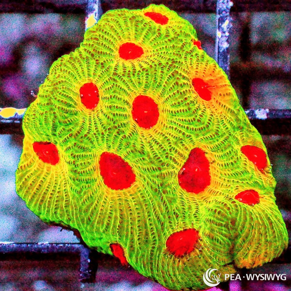 Fascination Favites WYSIWYG LPS coral frag with neon green tissue and bright red centers