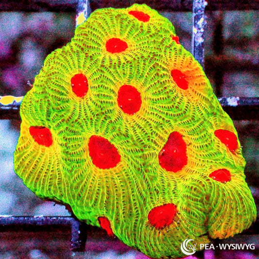 Fascination Favites WYSIWYG LPS coral frag with neon green tissue and bright red centers