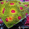 Fascination Favites WYSIWYG aquacultured coral from Pacific East Aquaculture