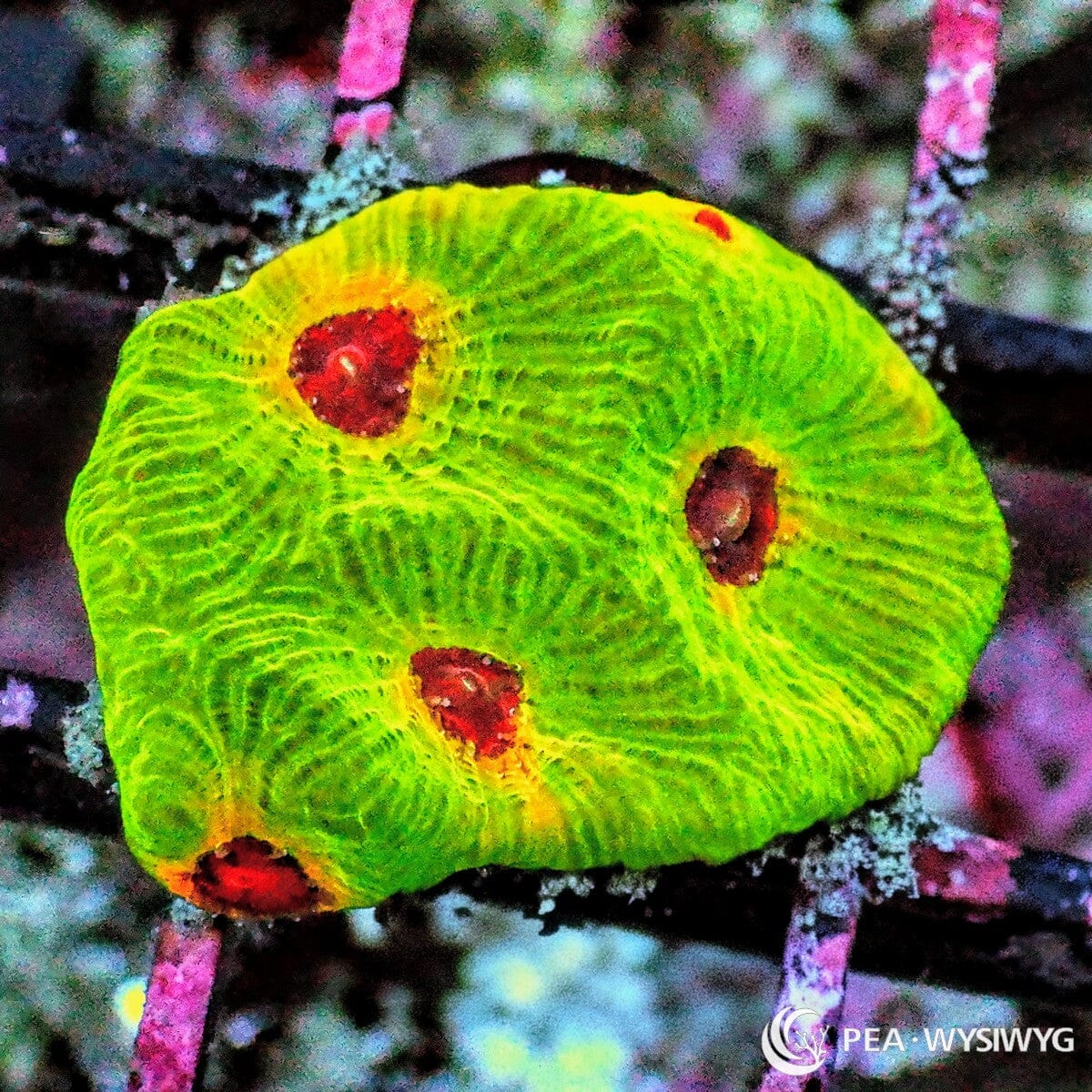 Fascination Favites Favites sp. WYSIWYG coral frag with neon green yellow tissue, vivid red mouths, and orange accents