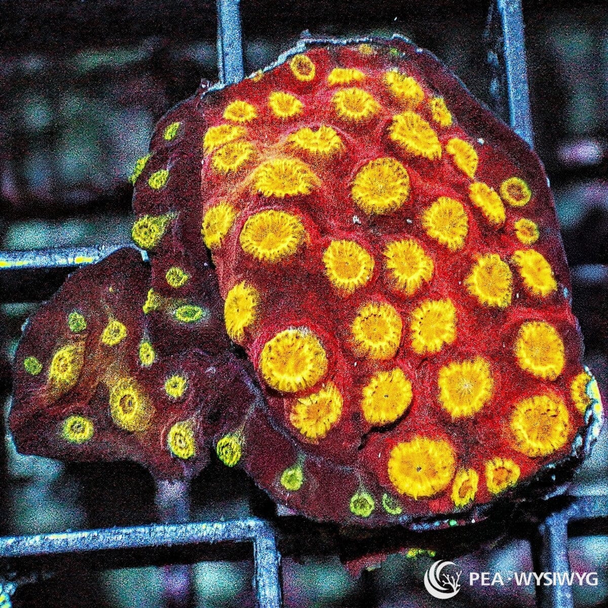 Fiery Cyphastrea Cyphastrea sp. WYSIWYG coral frag with deep red tissue and bright yellow golden corallites