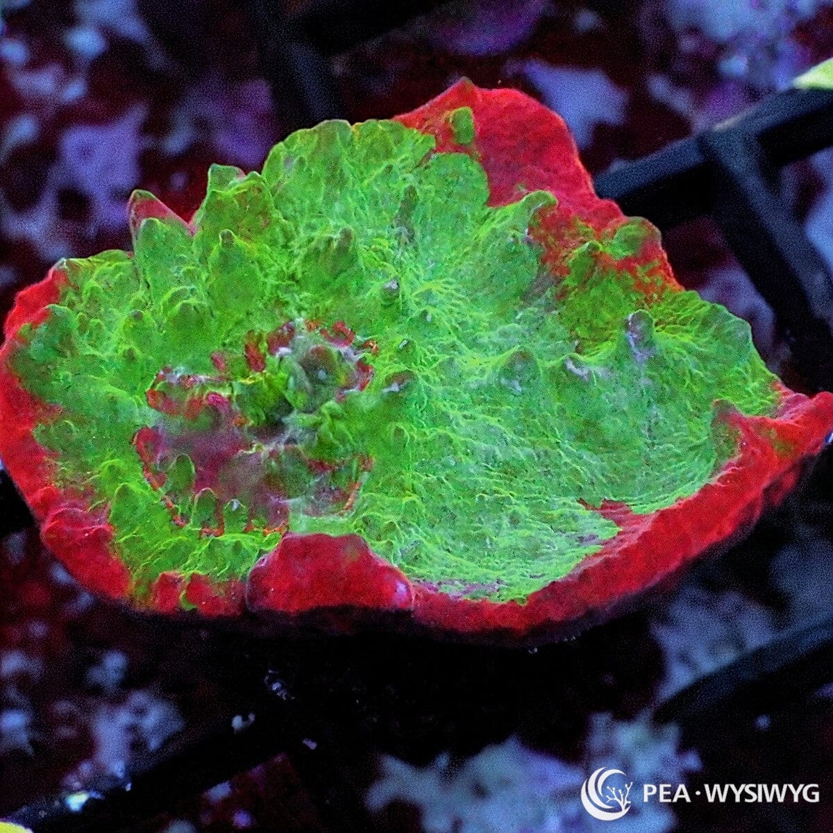 Fire Rim Chalice Echinophyllia sp. WYSIWYG coral frag with bright green tissue, red orange rim, red accents, and textured chalice growth