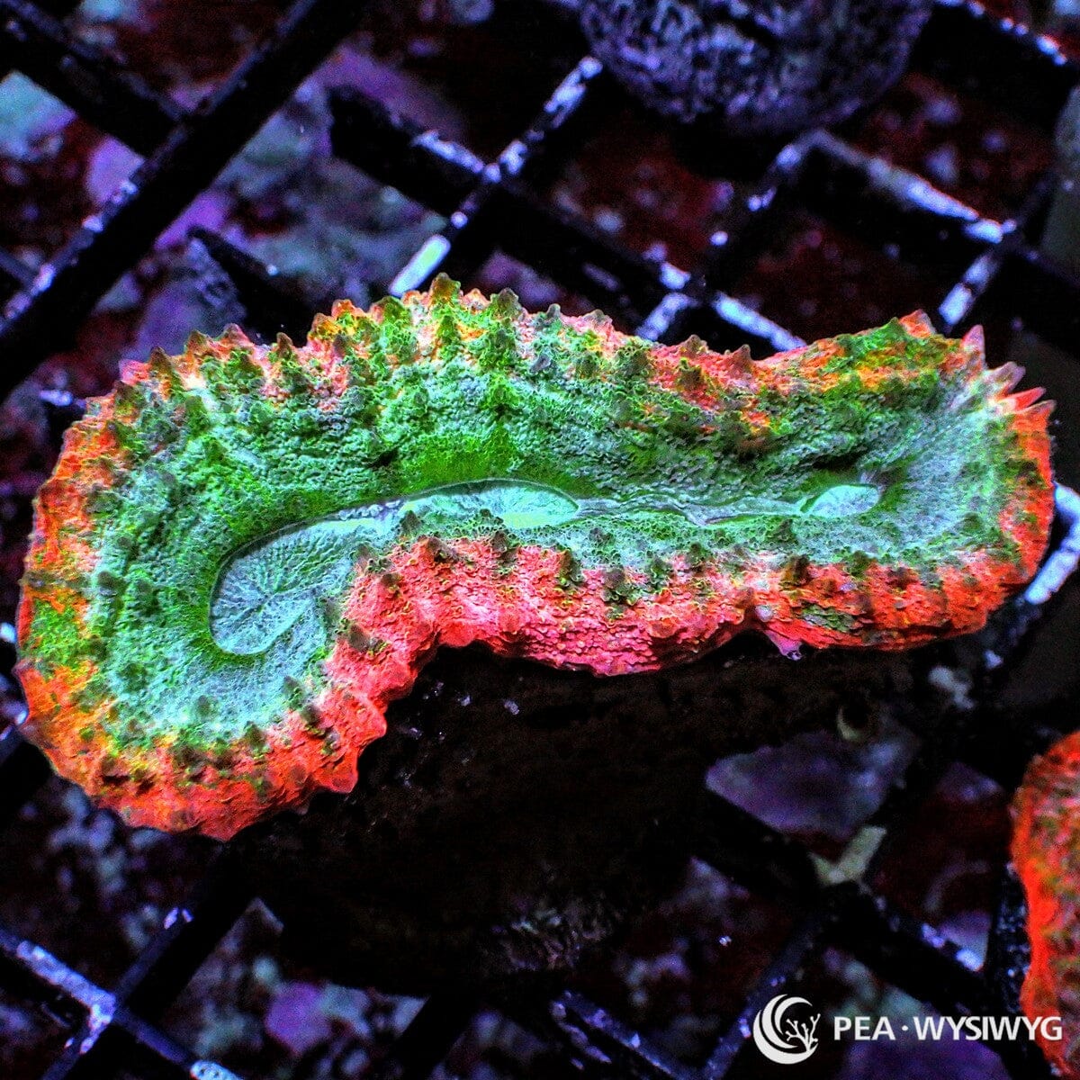Fire Rim Lobophyllia Lobophyllia sp. WYSIWYG coral frag with bright green tissue, red orange rim, mottled accents, and fleshy ridged growth