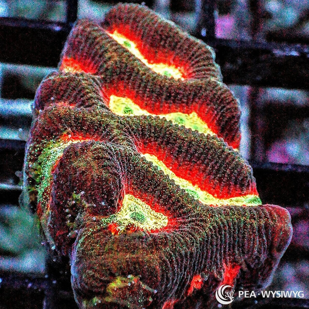 Fire Rim Ultra Platygyra Maze Brain WYSIWYG coral with red, yellow, green, and dark maze patterning