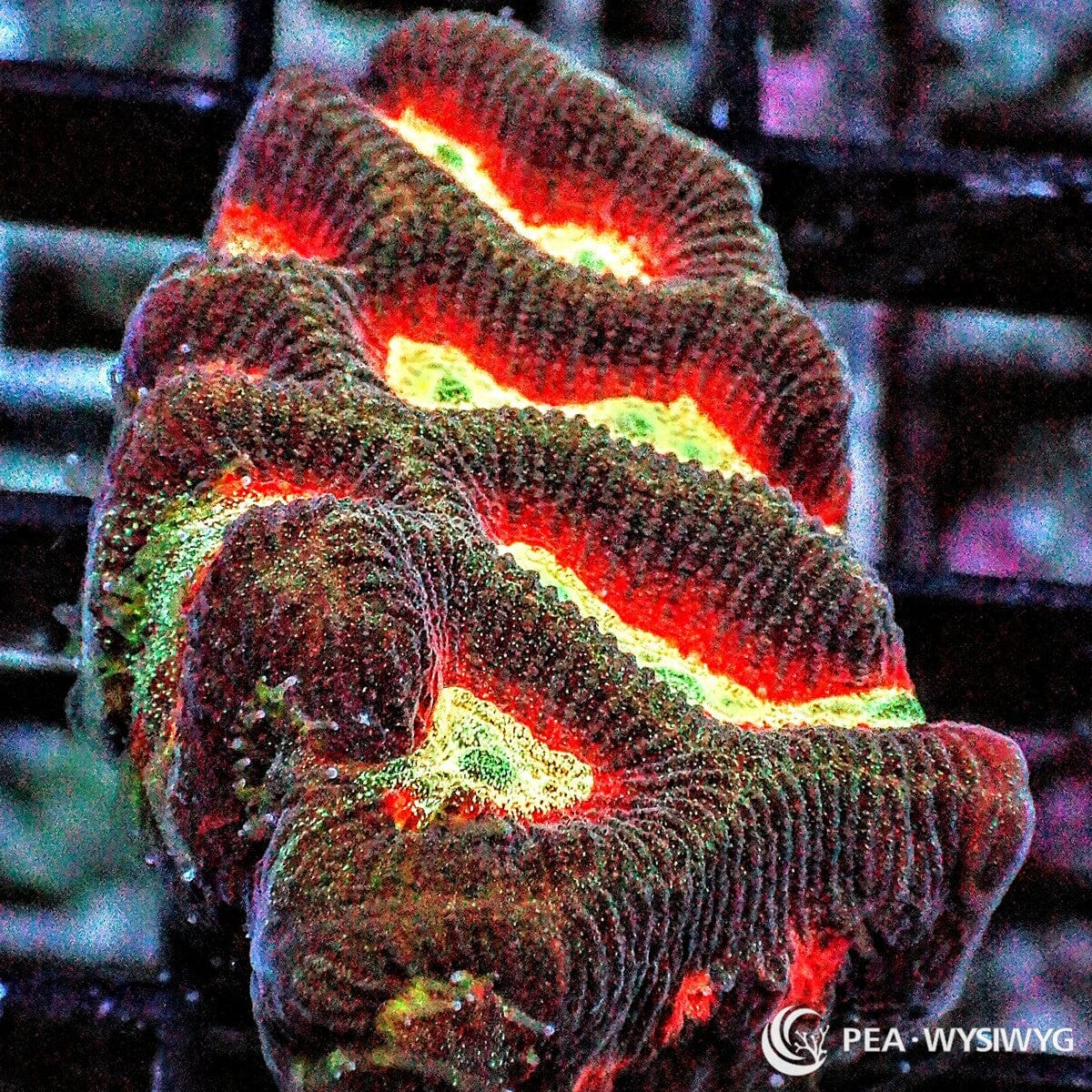 Fire Rim Ultra Platygyra Maze Brain WYSIWYG coral with red, yellow, green, and dark maze patterning