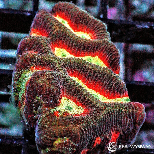 Fire Rim Ultra Platygyra Maze Brain WYSIWYG coral with red, yellow, green, and dark maze patterning