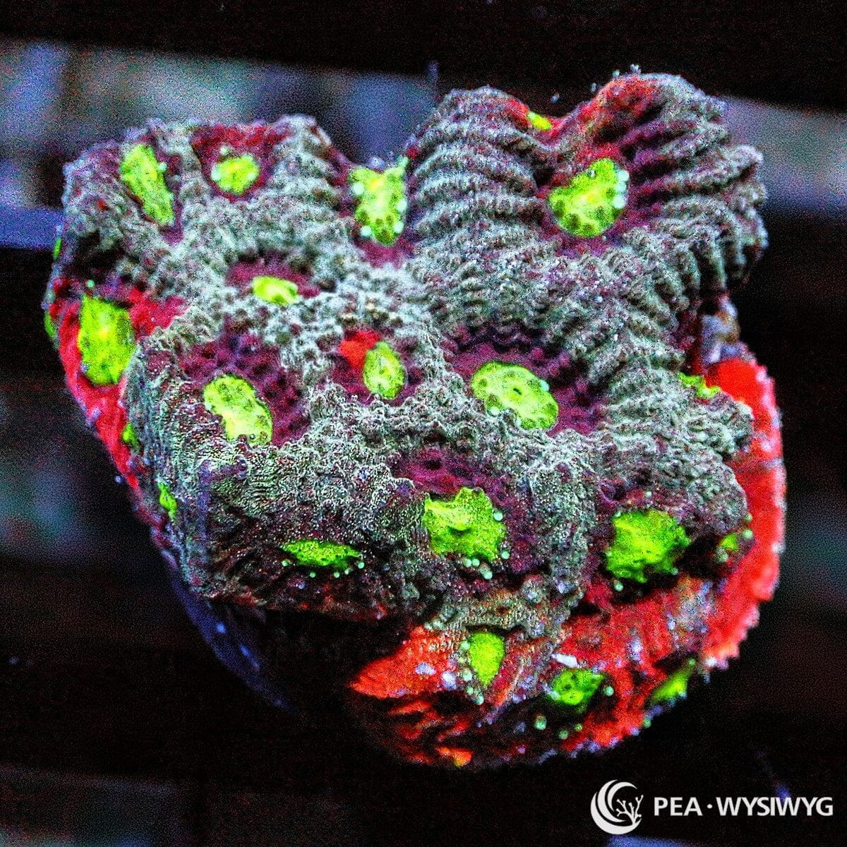 Fire Rim War Coral Favites LPS coral with red, green and gray coloration, WYSIWYG under $25 coral frag