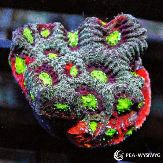 Fire Rim War Coral Favites LPS coral with red, green and gray coloration, WYSIWYG under $25 coral frag